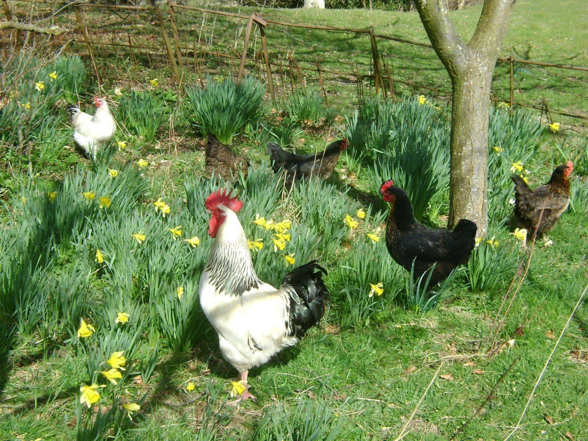 The Forest Country House B&B Newtown  Esterno foto